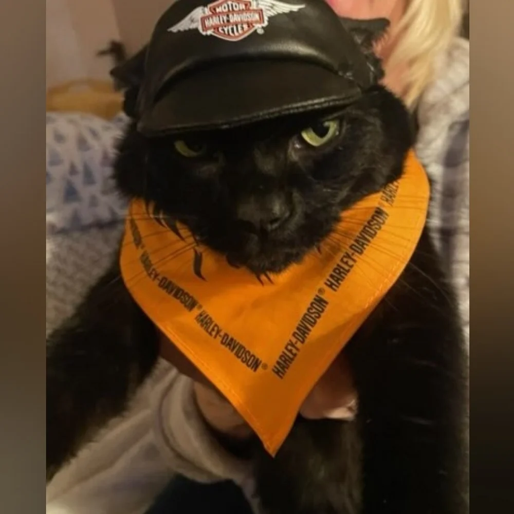 Harley Davidson Pet Size XS Hat & Orange Harley Bandana